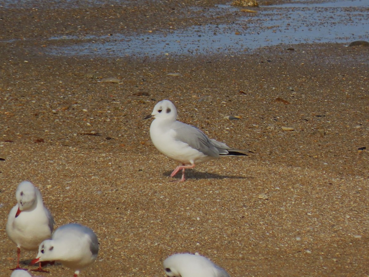 Gaviota de Bonaparte - ML646779383