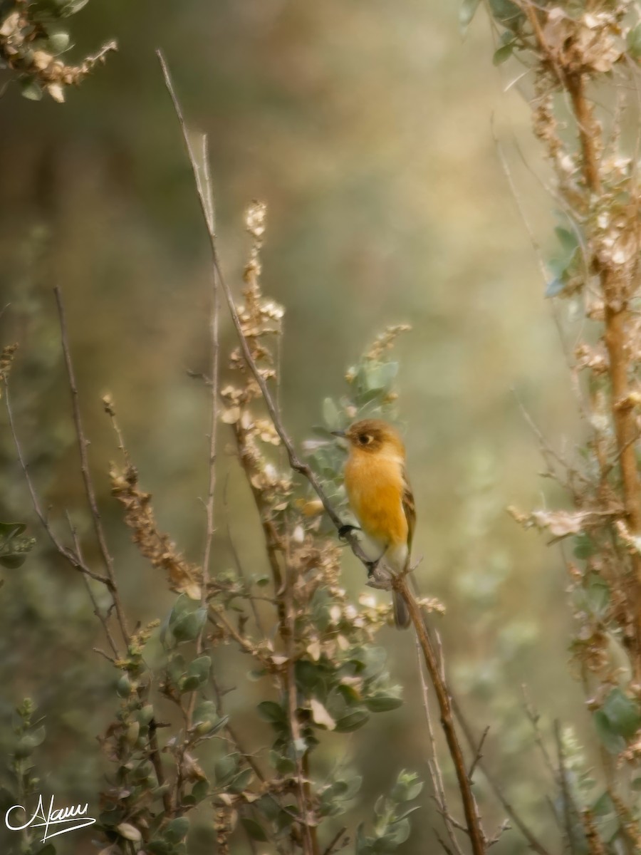 Mosquero Pechicanelo - ML646779384