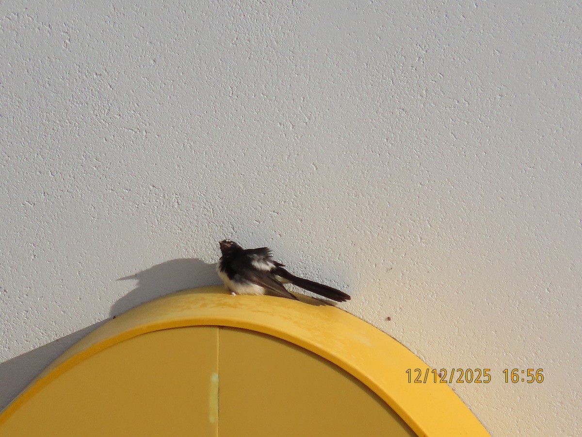 Abanico Lavandera - ML646779385