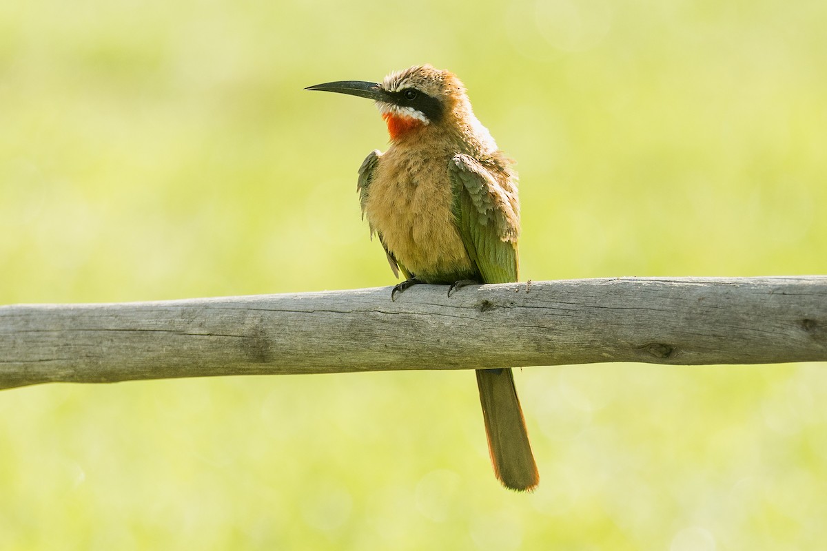 Abejaruco Frentiblanco - ML646779386