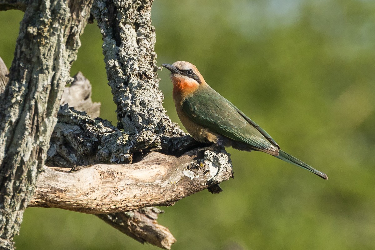 Abejaruco Frentiblanco - ML646779387