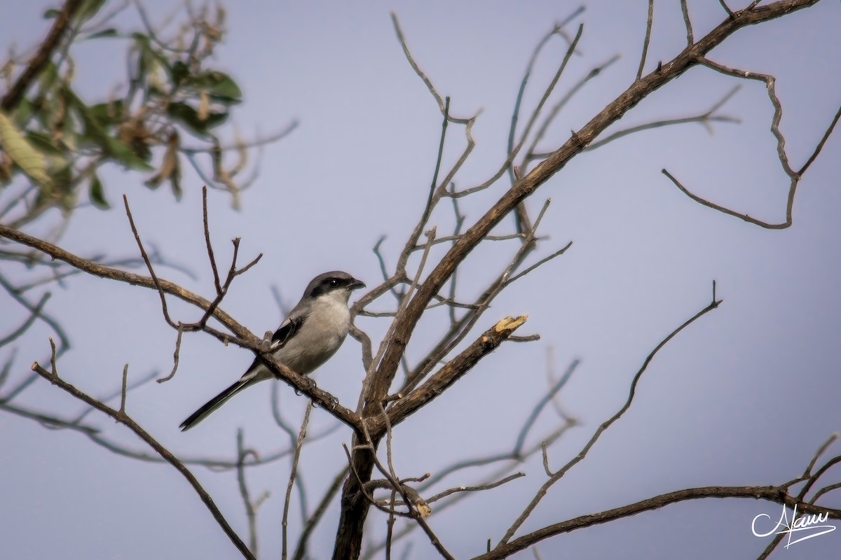 Alcaudón Americano - ML646779388