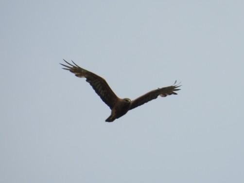 Aguilucho Lagunero del Pacífico - ML646779397