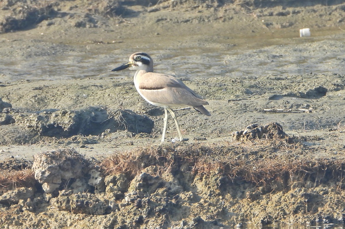 Great Thick-knee - ML646779398