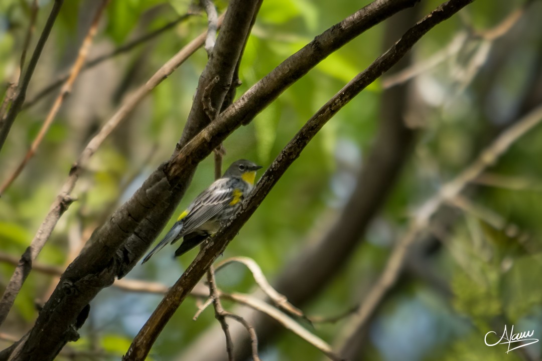 Yellow-rumped Warbler - ML646779399