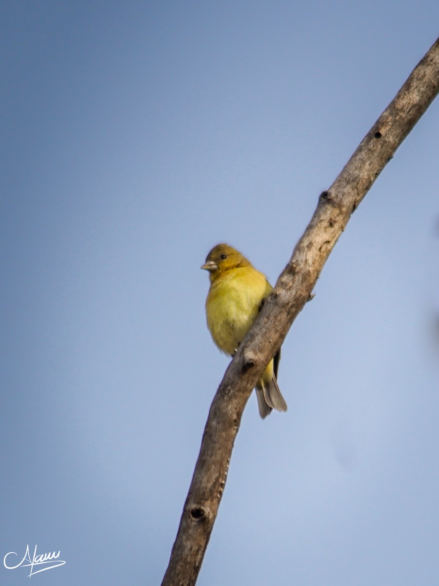 Lesser Goldfinch - ML646779401
