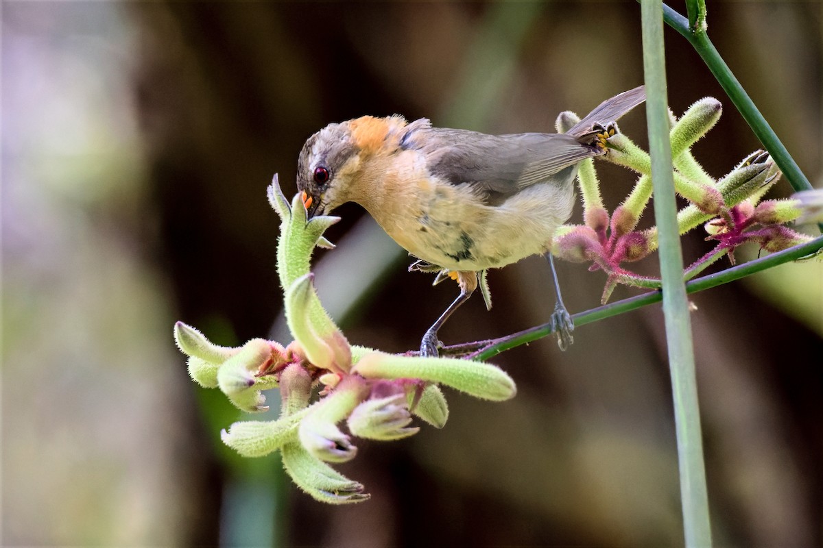Western Spinebill - ML646779404