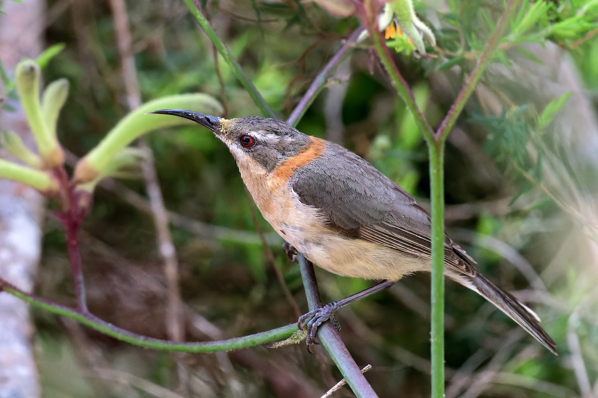 Picoespina Occidental - ML646779405