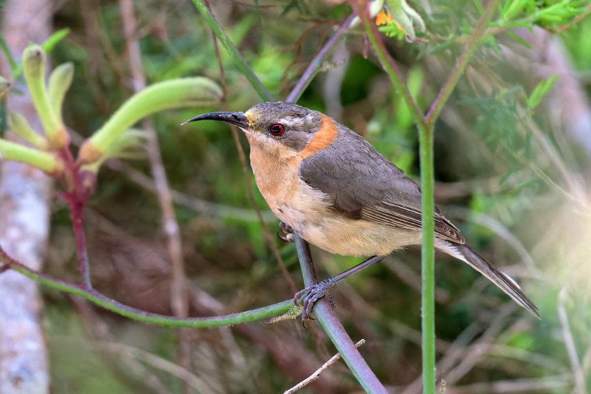 Western Spinebill - ML646779406