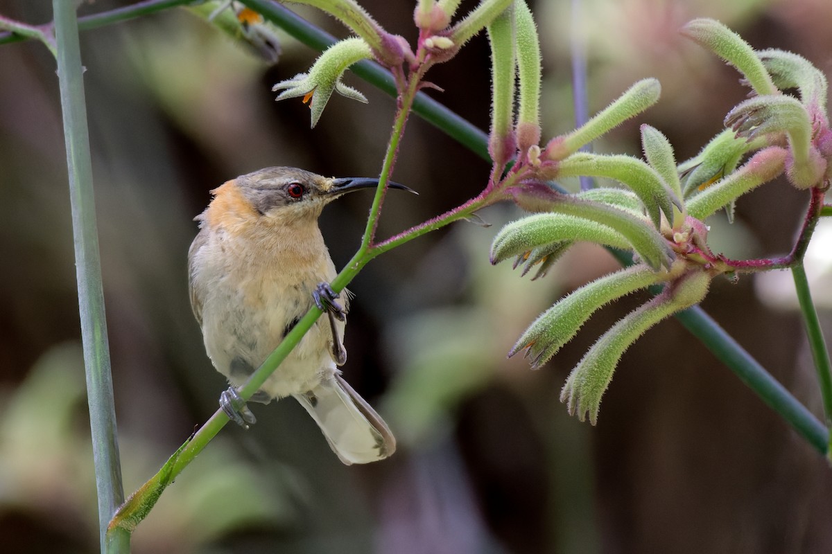 Western Spinebill - ML646779407
