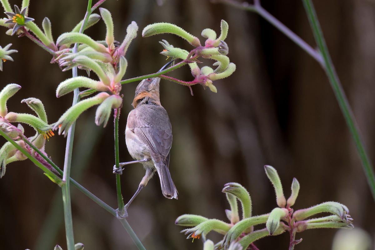 Picoespina Occidental - ML646779408