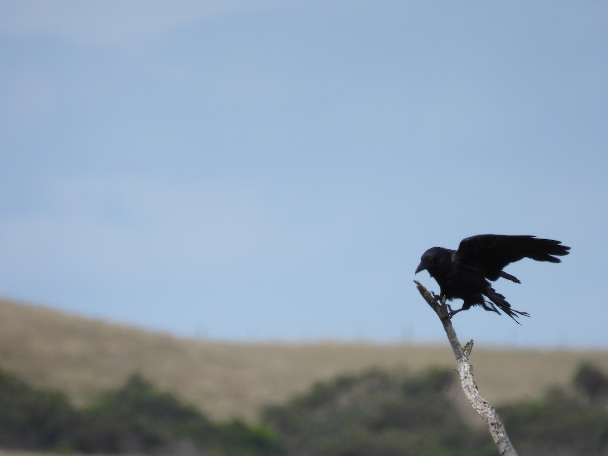 Cuervo de Mellor - ML646779409