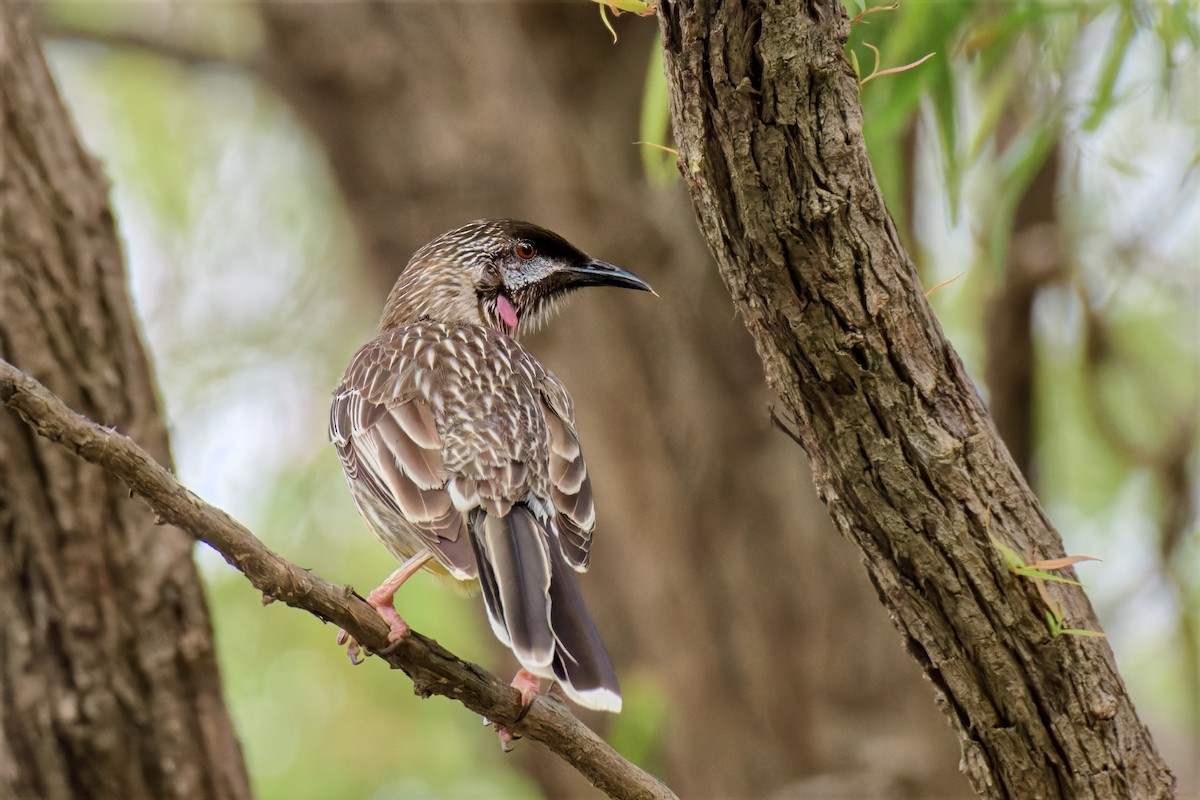 Mielero Carunculado - ML646779410