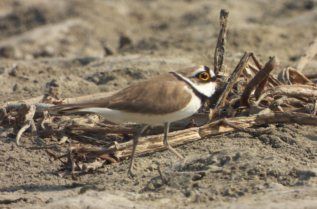 Chorlitejo Chico - ML646779411