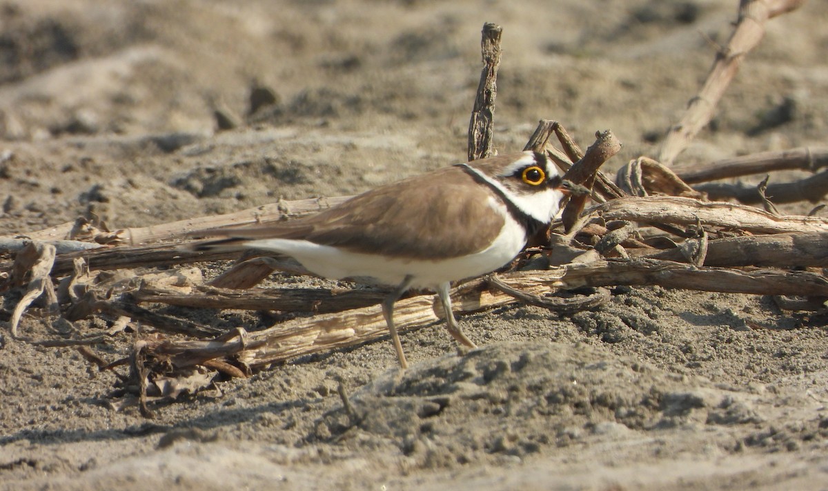 Chorlitejo Chico - ML646779412