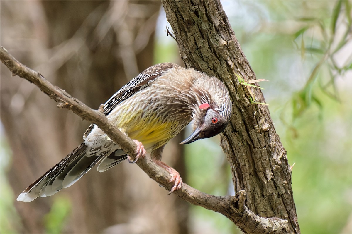 Mielero Carunculado - ML646779413