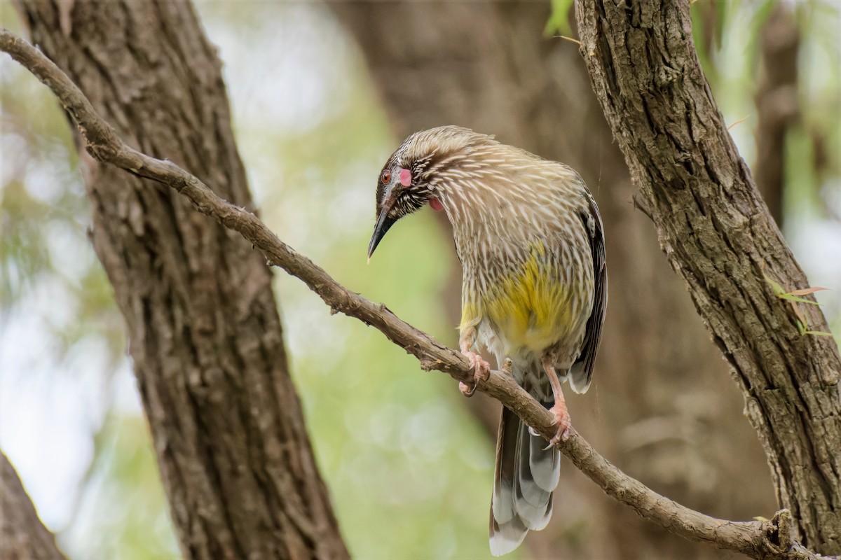 Mielero Carunculado - ML646779414