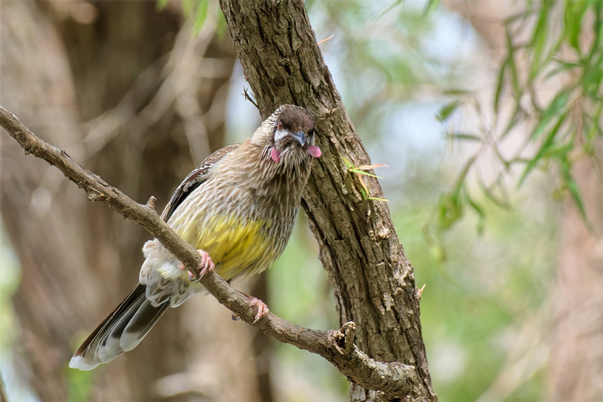 Mielero Carunculado - ML646779415