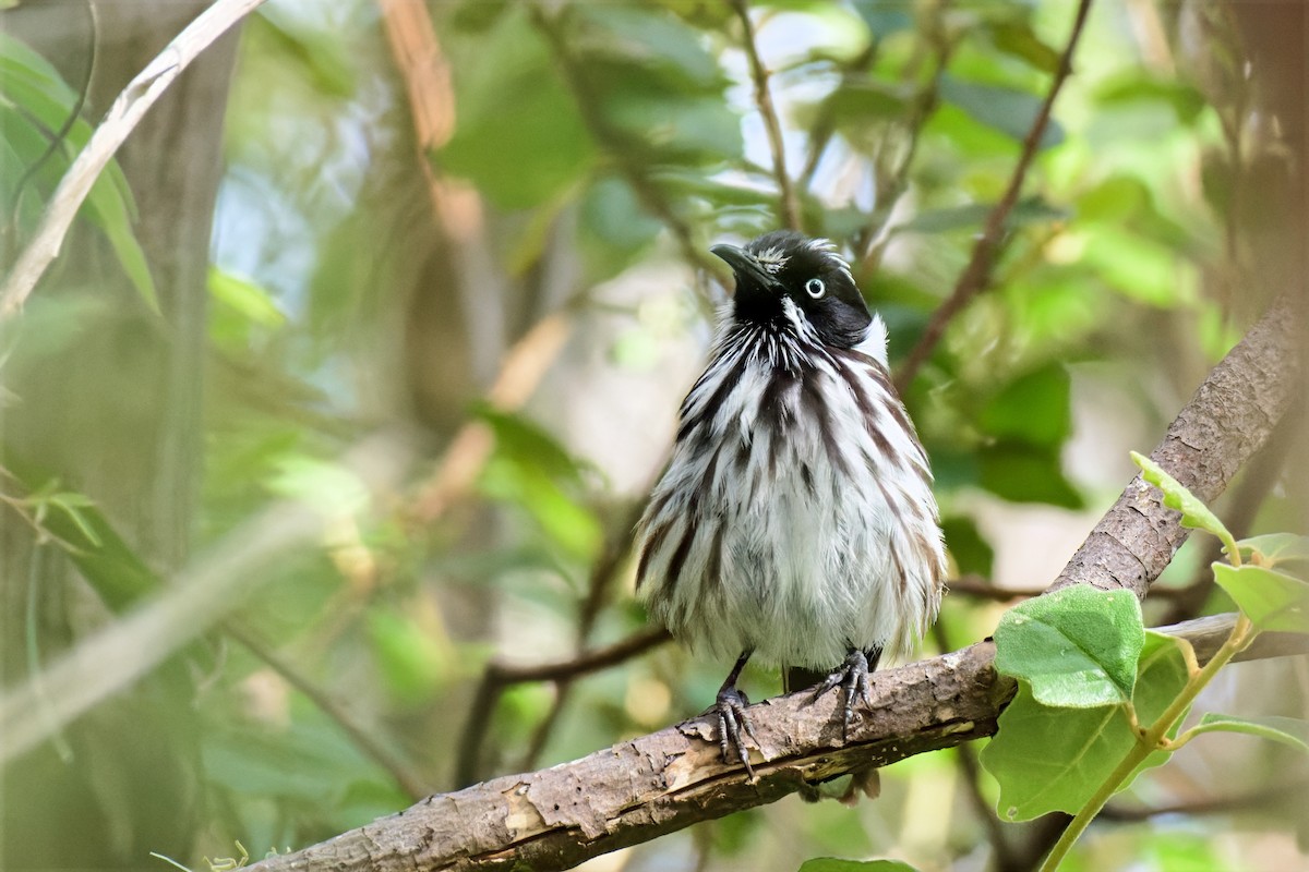 Mielero de Nueva Holanda - ML646779416