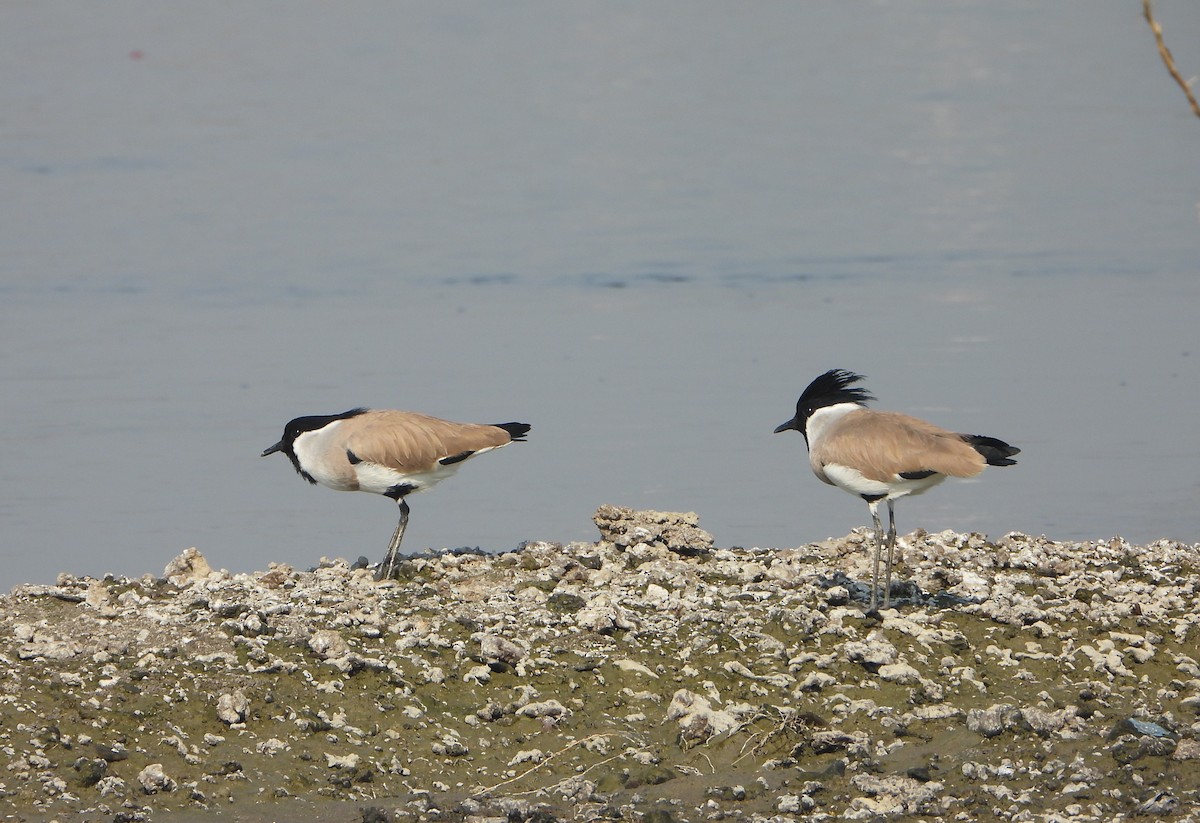 Avefría Fluvial - ML646779417