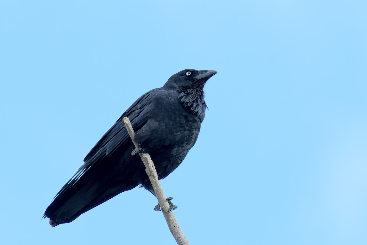 Cuervo Australiano - ML646779418