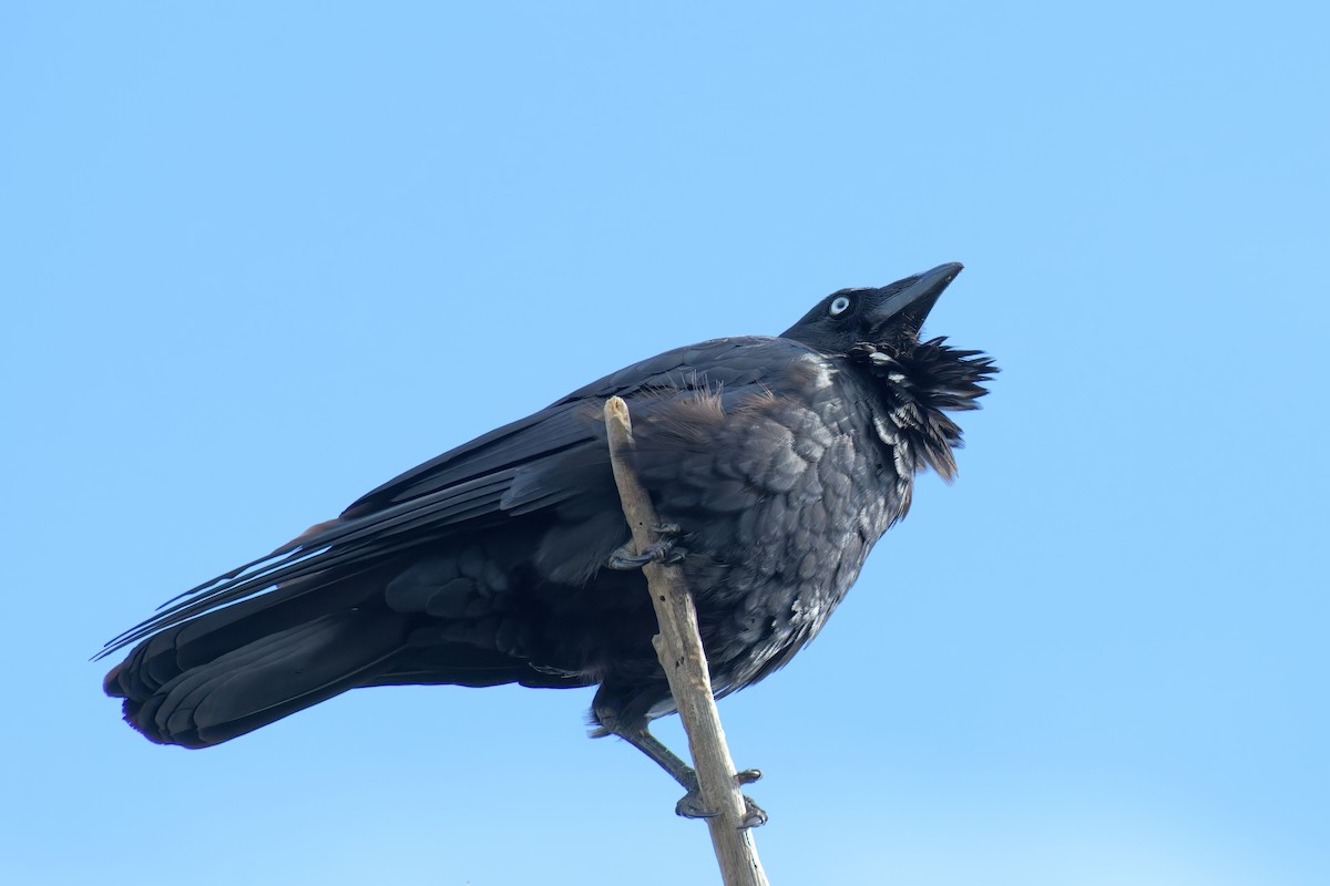 Cuervo Australiano - ML646779419