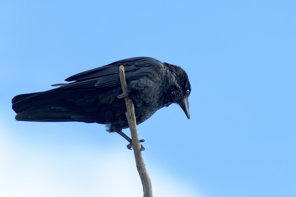 Cuervo Australiano - ML646779420