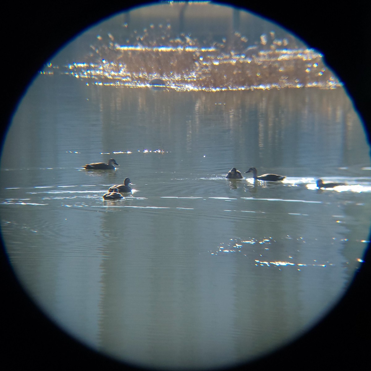 Ánade Picopinto Chino - ML646779421