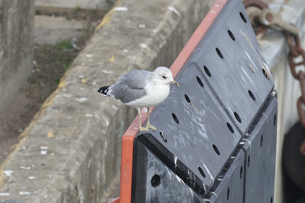 Gaviota Cana - ML646779422