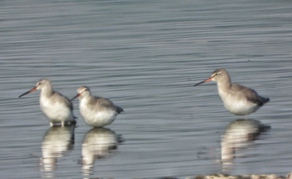 Archibebe Oscuro - ML646779423