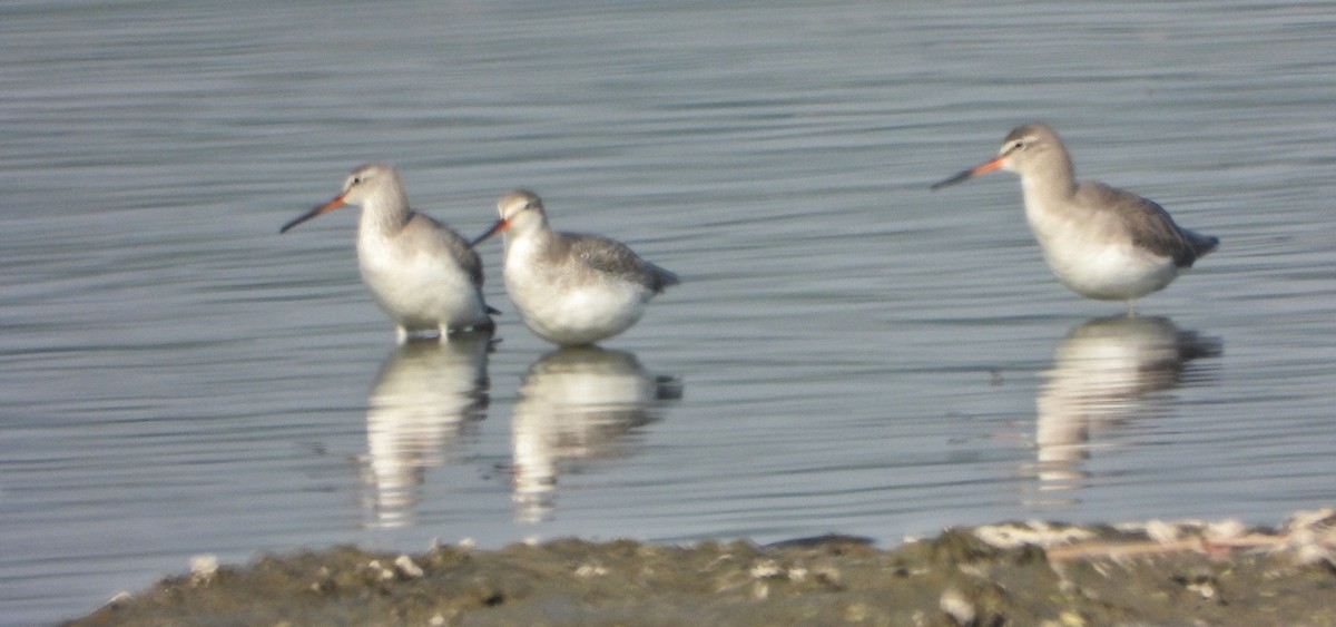 Archibebe Oscuro - ML646779424