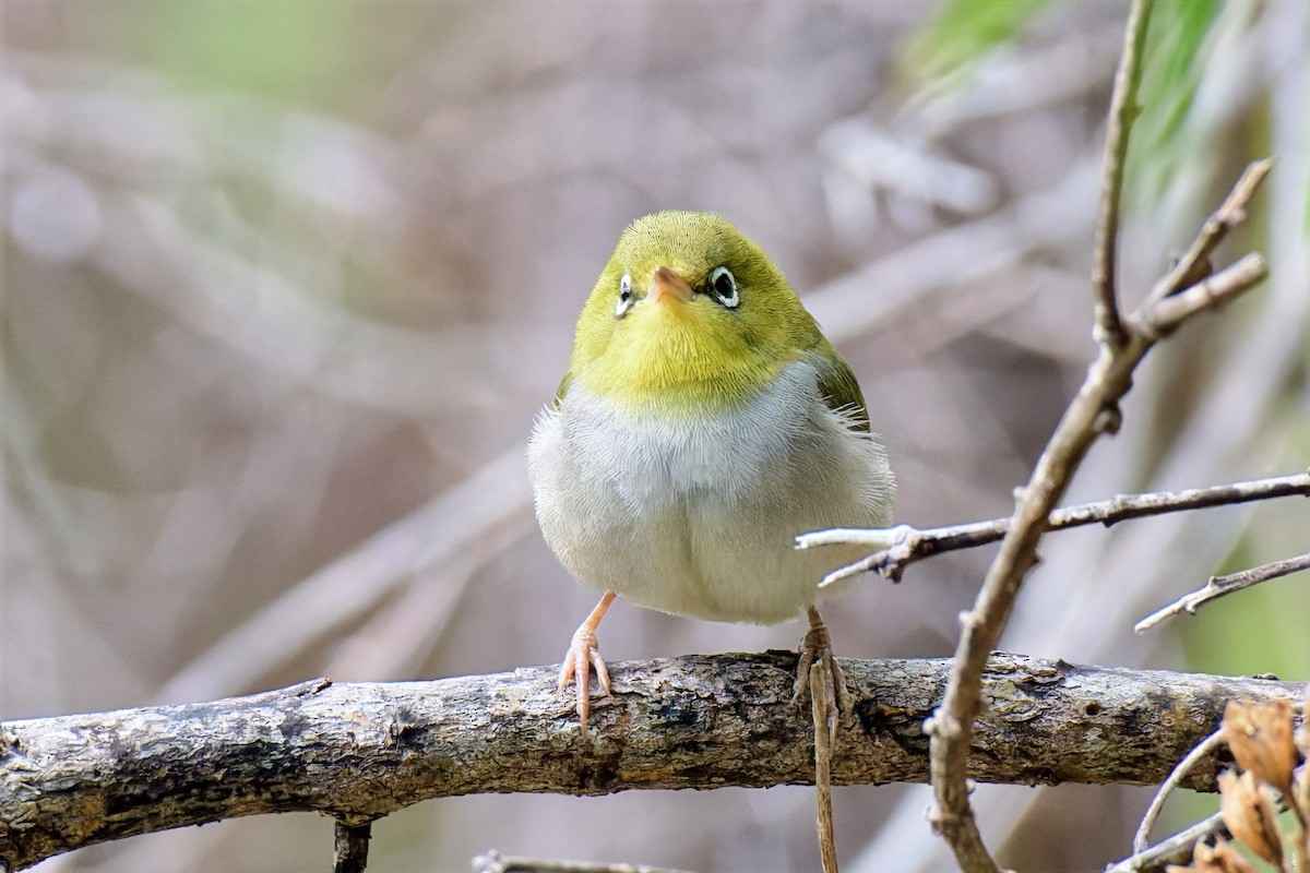 Anteojitos Dorsigrís - ML646779425