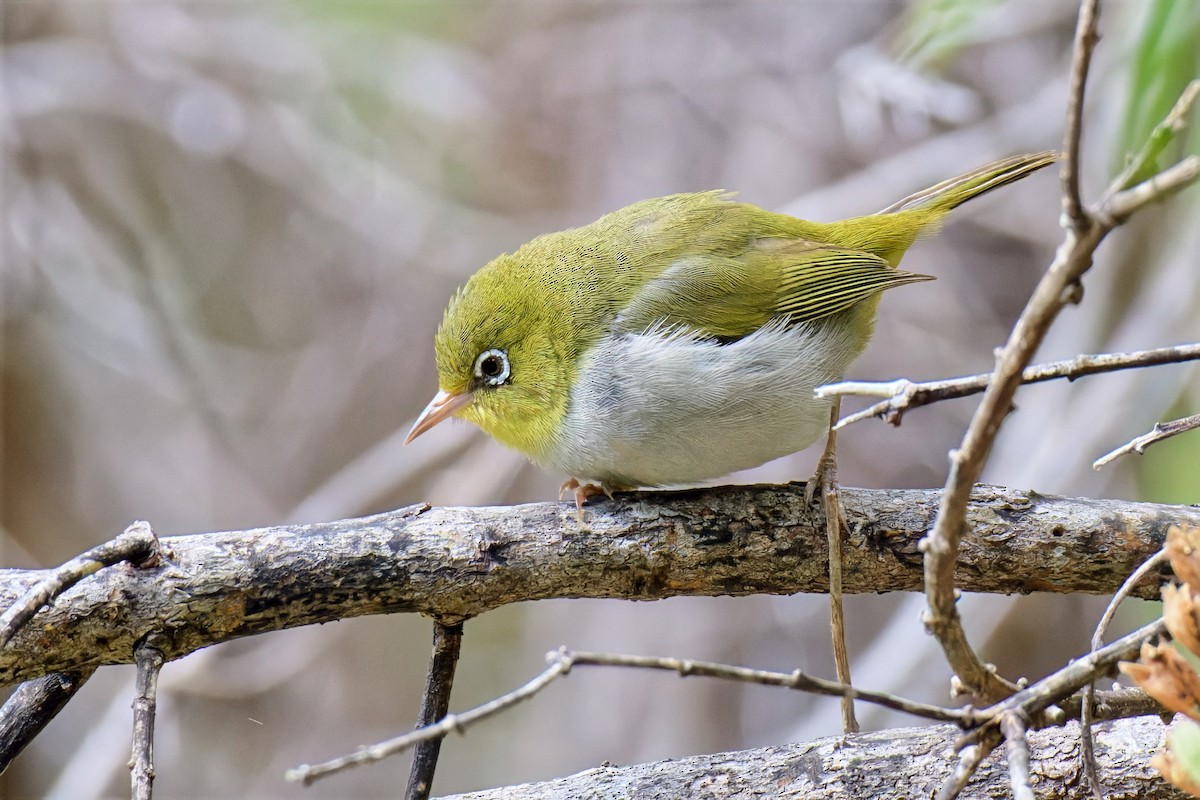 Anteojitos Dorsigrís - ML646779426