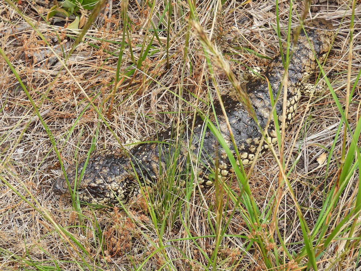 Shingleback - ML646779427