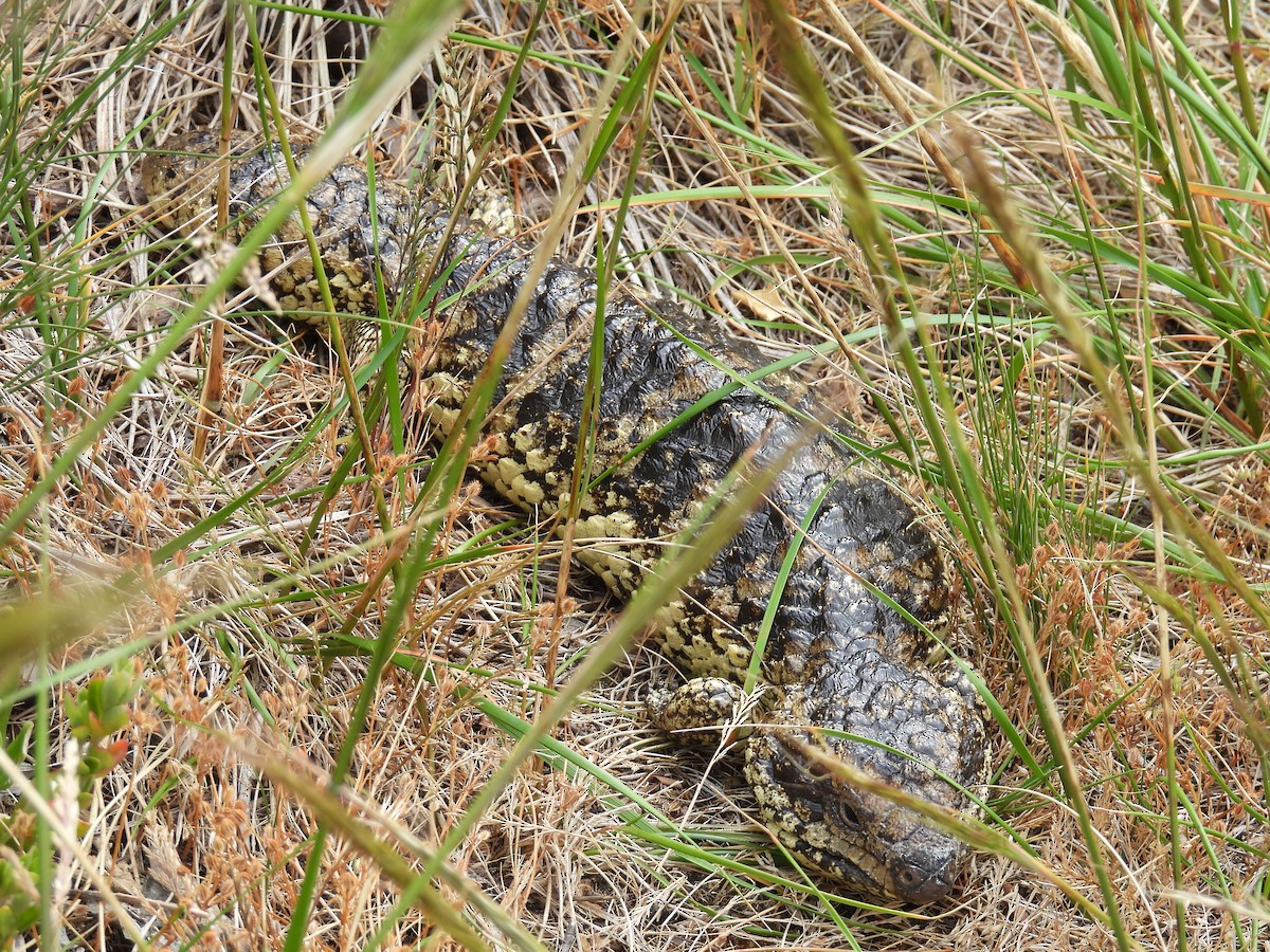 Shingleback - ML646779428