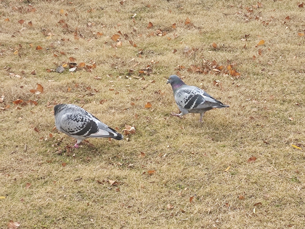 Columbidae sp. - ML646779430