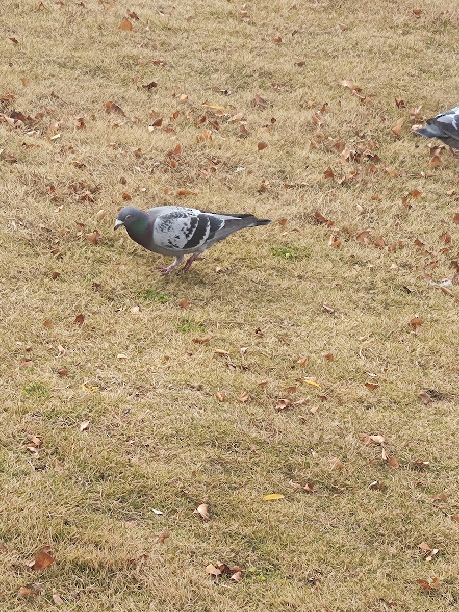 Columbidae sp. - ML646779431