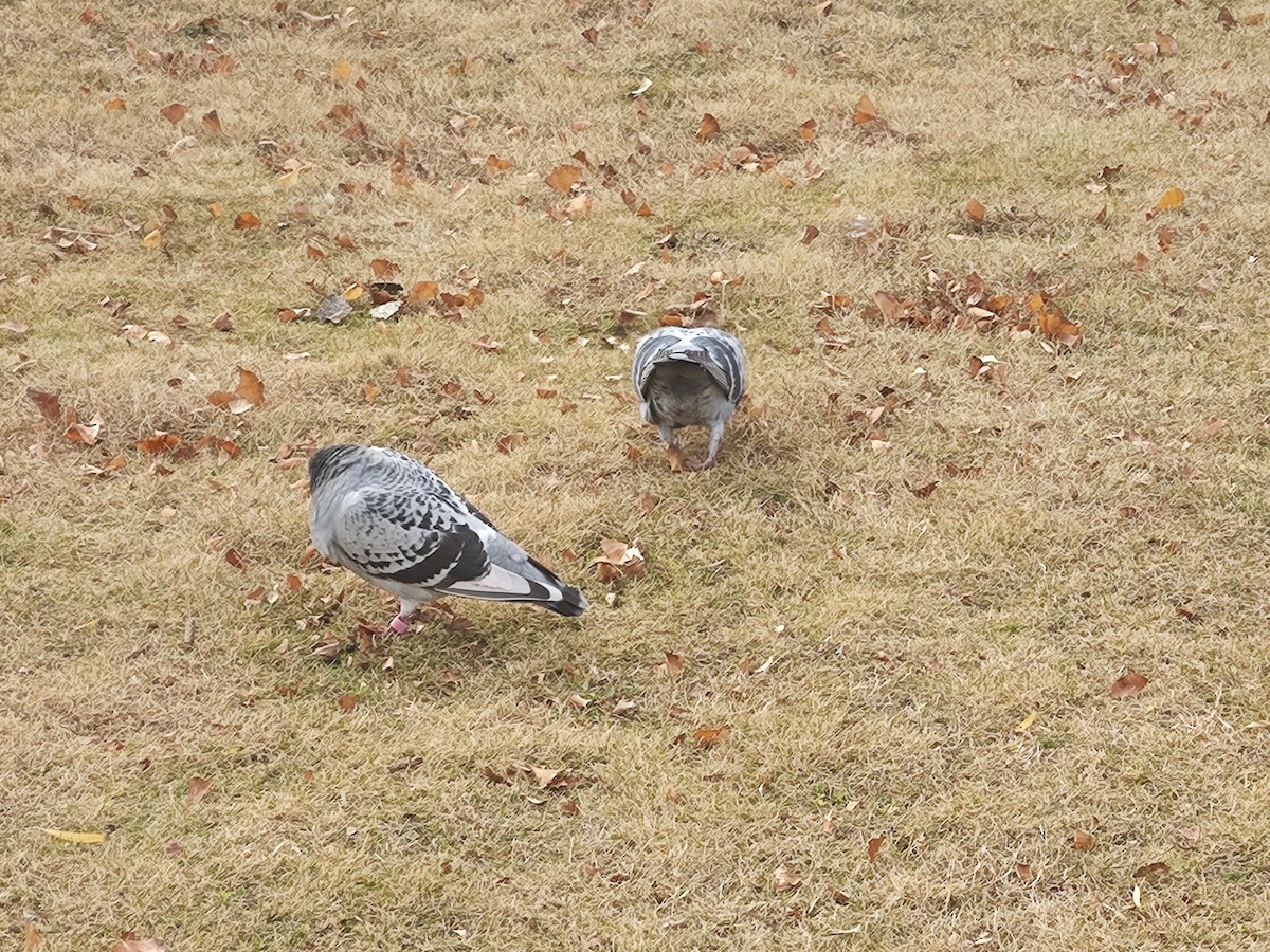 Columbidae sp. - ML646779432