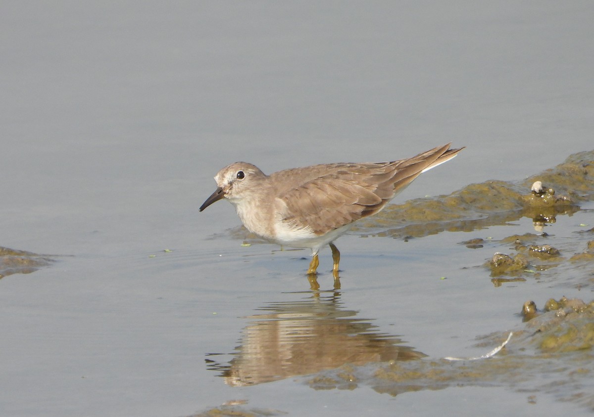 Correlimos de Temminck - ML646779433
