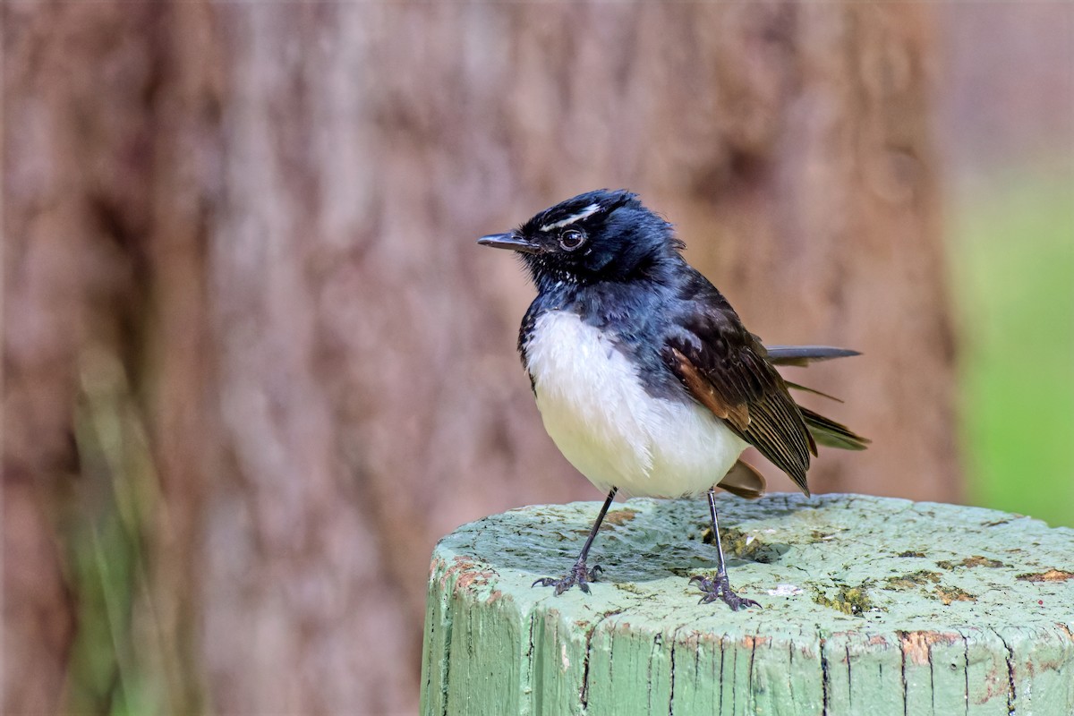 Abanico Lavandera - ML646779434