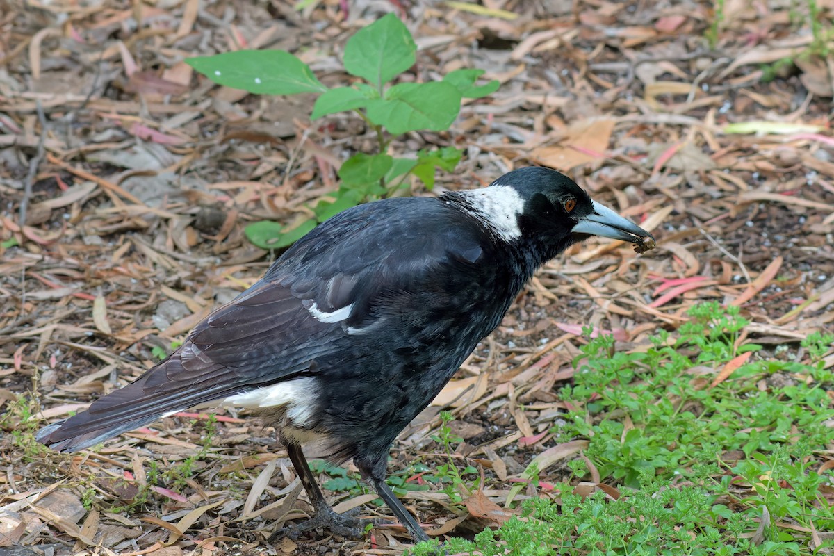 Verdugo Flautista - ML646779435