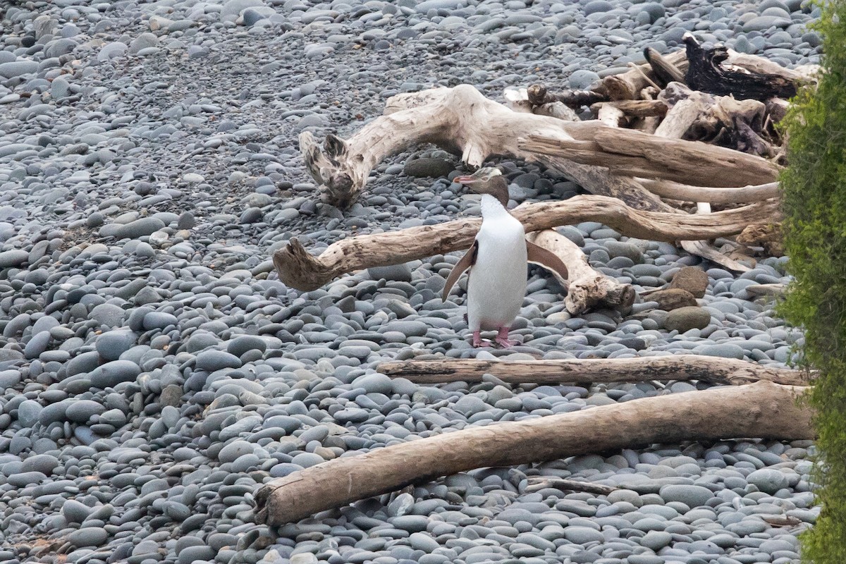 Pingüino Ojigualdo - ML646779436