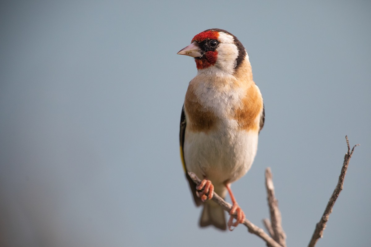 Jilguero Europeo - ML646779437