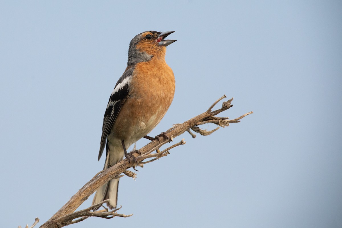 Pinzón Vulgar - ML646779438