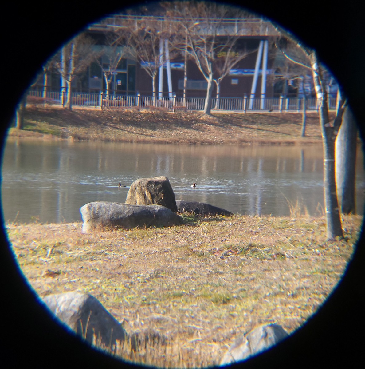 Porrón Europeo - ML646779439