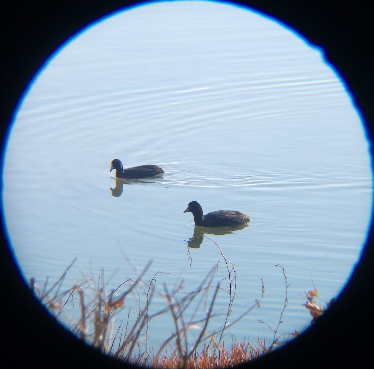אגמית מצויה - ML646779440