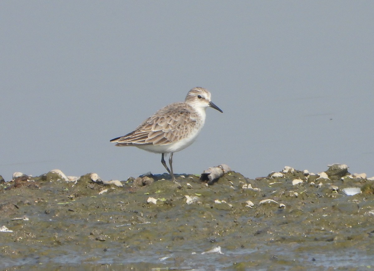 Little Stint - ML646779441