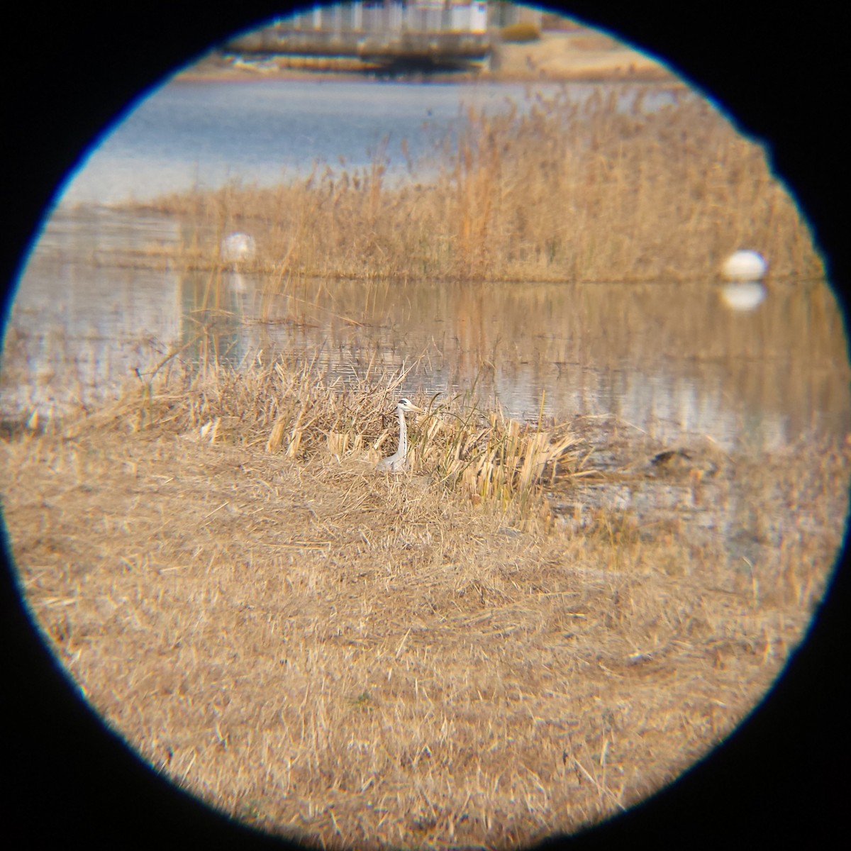 אנפה אפורה (אירואסייתית) - ML646779443