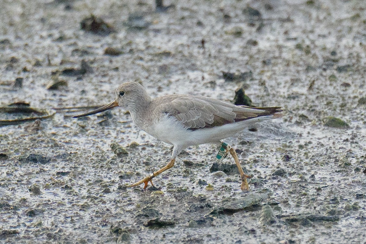 tereksnipe - ML646779444