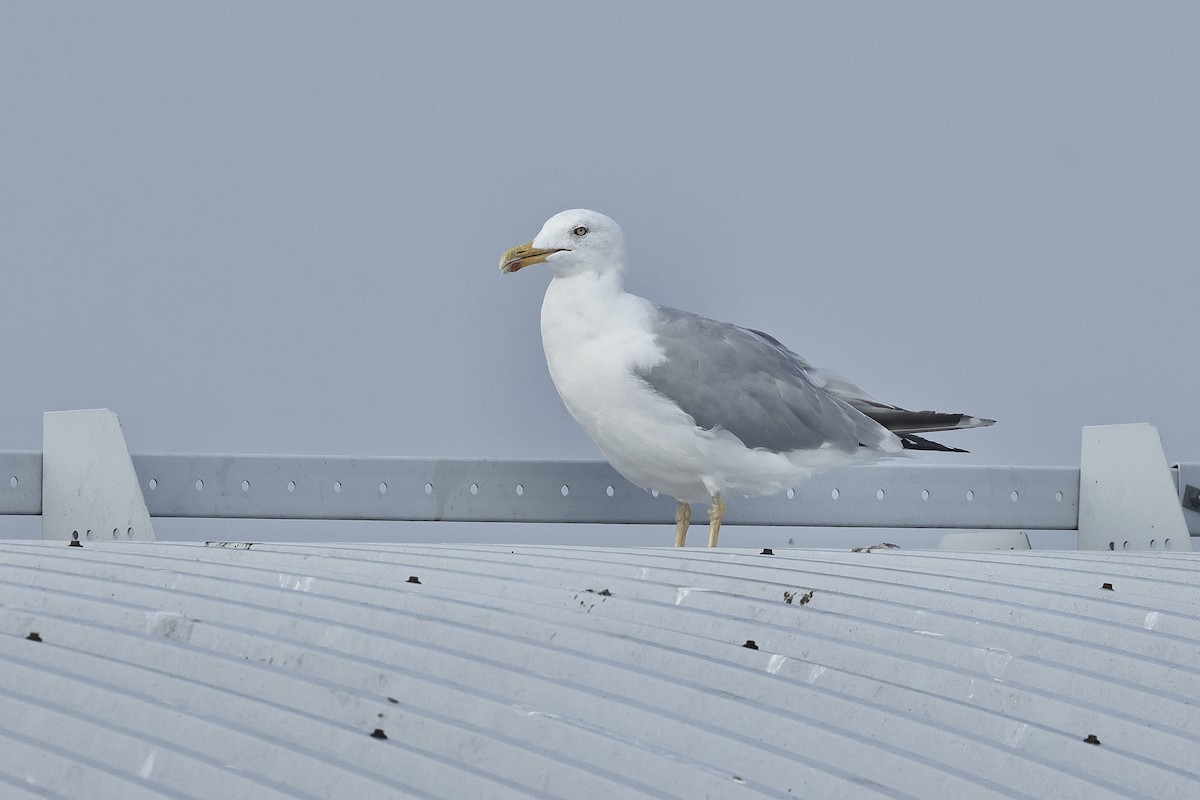 Kaio hauskara europarra - ML646779445